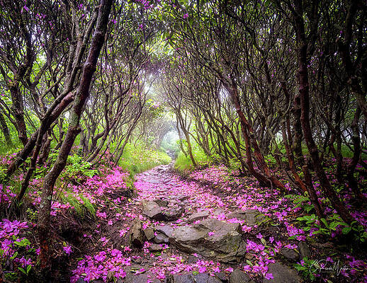 Rhododendron Tunnel by C Renee Martin