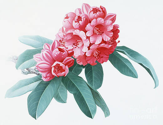 China Painting - Rhododendrons Of China - R. Agglutinatum by Zeng Xiaolian