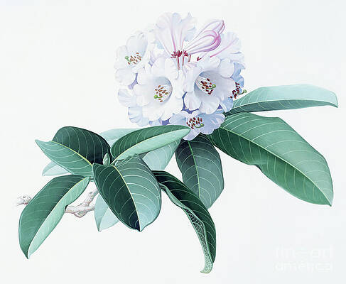 China Painting - Rhododendrons Of China - R. Fortunei by Zeng Xiaolian
