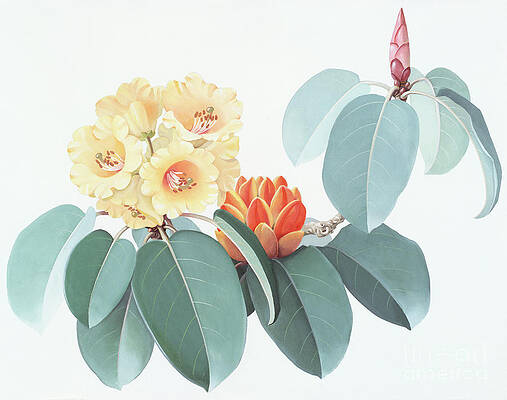 China Painting - Rhododendrons Of China - R. Wardii by Zeng Xiaolian
