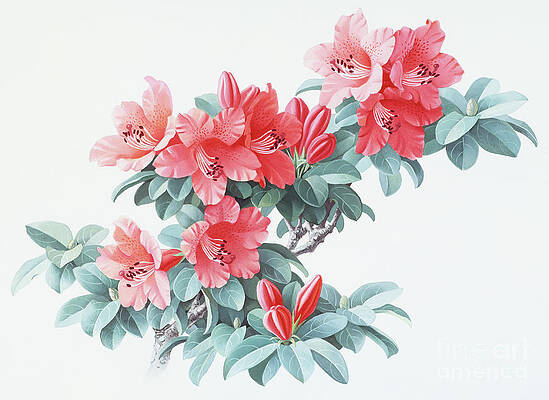 China Painting - Rhododendrons Of China - R. Simsii by Zeng Xiaolian