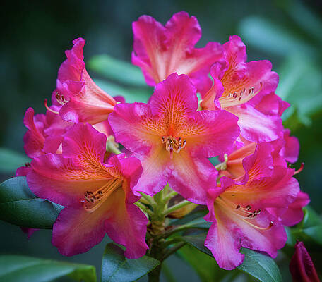 Natural Photograph - Rhododrendron by Mary Jo Allen