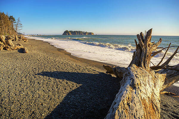 Wall Art featuring the photograph Rialto Beach With Driftwood And Pebbly Sand In Washington State by Miroslav Liska