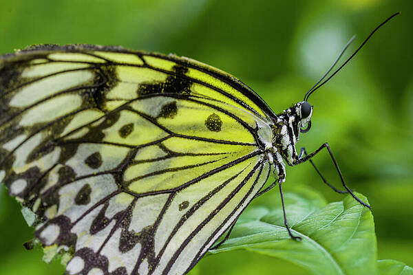 Nature Wall Art featuring the photograph Rice Paper Butterfly by David Fountain