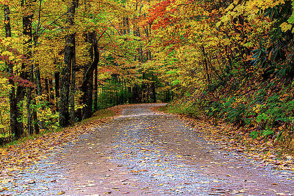 Tennessee Wall Art featuring the photograph Rich Mountain Road Autumn by Douglas Wielfaert