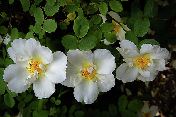 Wall Art featuring the photograph Riftsgate Court Gardens - Gloucestershire, England 10 by Cindy Robinson