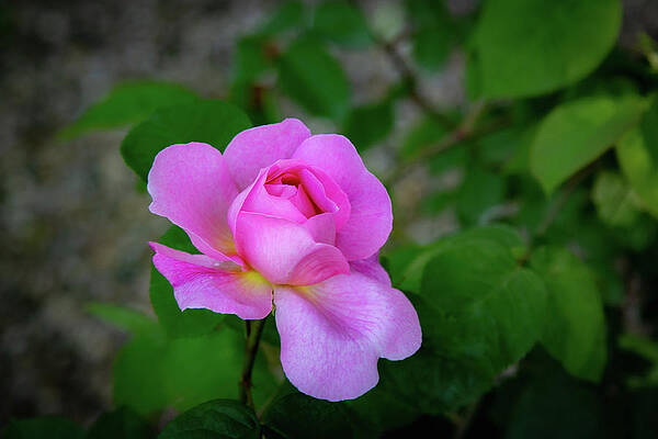 Wall Art featuring the photograph Riftsgate Court Gardens - Gloucestershire, England 4 by Cindy Robinson