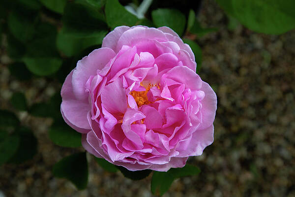 Wall Art featuring the photograph Riftsgate Court Gardens - Gloucestershire, England by Cindy Robinson