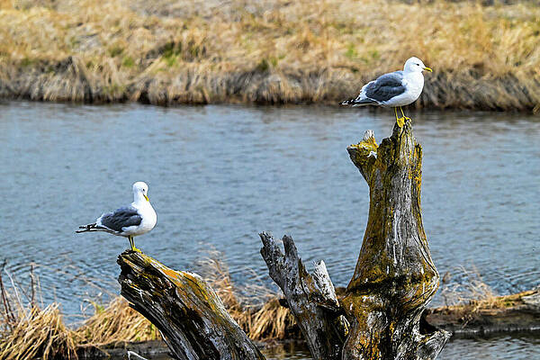 Wall Art featuring the photograph Right Face by Harry Banks