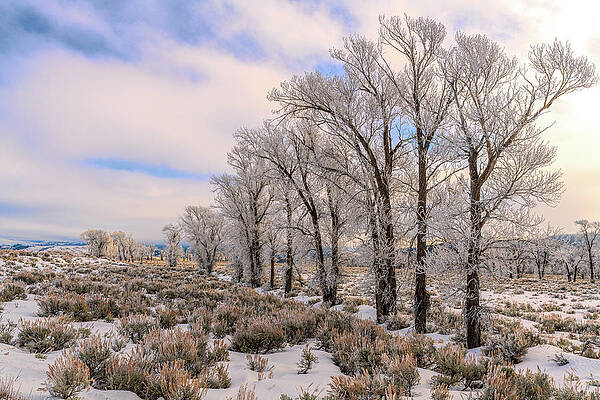 Wyoming Photograph - Rime Frost Along The Gros Ventre River by Douglas Wielfaert