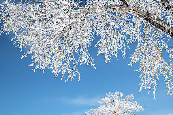 Wyoming Photograph - Rime Frost In The Tetons by Douglas Wielfaert