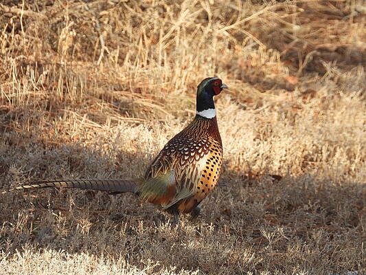 Wildlife Wall Art featuring the photograph Ring Necked Pheasant by Amanda R Wright