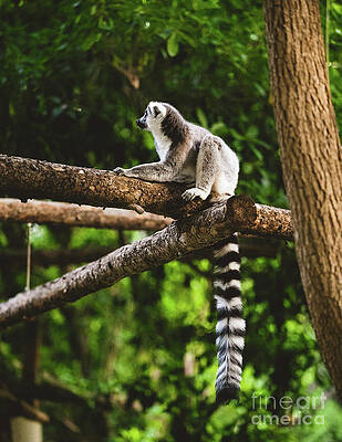 Wall Art featuring the photograph Ring Tailed Lemur Catta Sitting On A Tree by Abigail Diane Photography