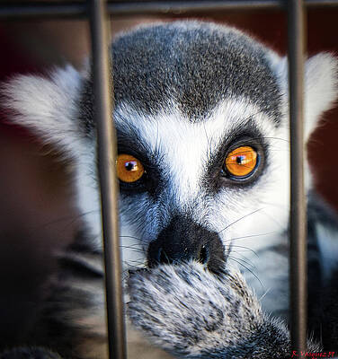 Animal Photograph - Ring Tailed Lemur Eating by Rene Vasquez
