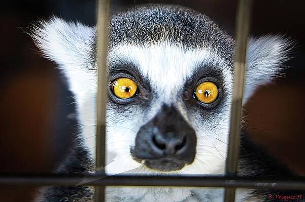 Animal Photograph - Ring Tailed Lemur Eyes. by Rene Vasquez