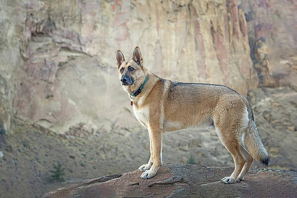 Oregon Photograph - Rinke The Rescue by Diane Moller