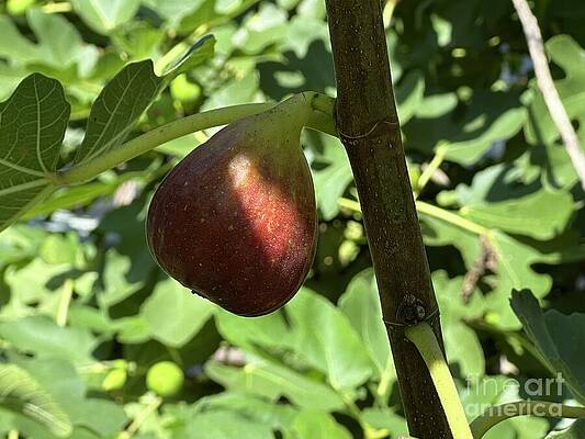 Ripe Fig on Branch by Catherine Wilson