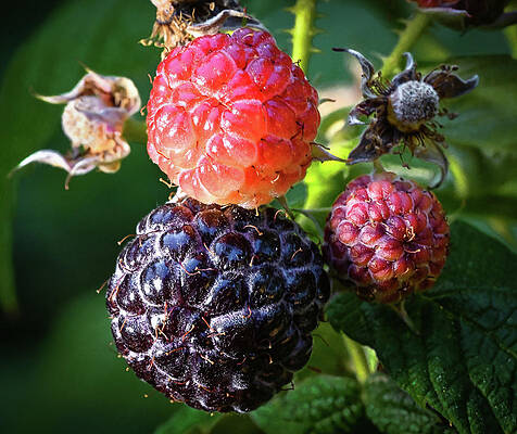 Wall Art featuring the photograph Ripening Blackberries by Steven Nelson