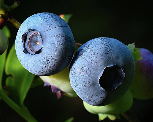 Wall Art featuring the photograph Ripening Blueberries by Steven Nelson