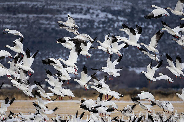 Wild Photograph - Rising Snow by Mike Lee