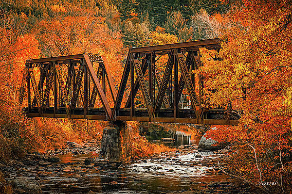 Tree Photograph - River Crossing by Jim Carlen