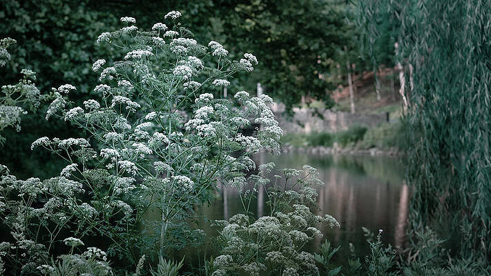 Wall Art featuring the photograph River Flowers by Jason Fink