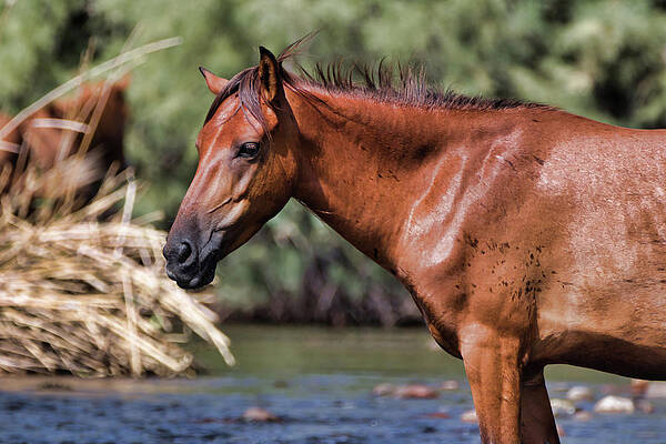 Nature Photograph - River Glance by American Landscapes