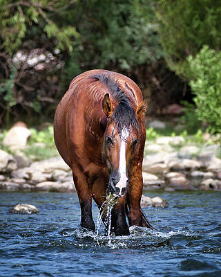 Nature Photograph - River Grass Snack by American Landscapes