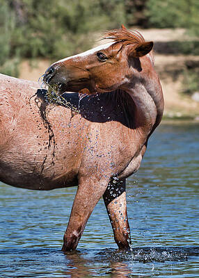 Nature Photograph - River Grass Whip by American Landscapes