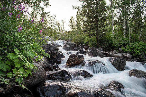 Flowing Stream Through Rocky Forest Wall Art