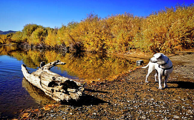 Dog Wall Art featuring the digital art White Labrador Puppy Among Fall Colors By A River  Canvas Art by Waterdancer