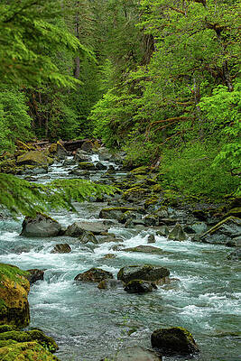 Wilderness Wall Art featuring the photograph River Wilderness In Olympic National Park by Nancy Gleason