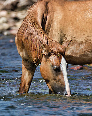Nature Photograph - River's Refresment by American Landscapes