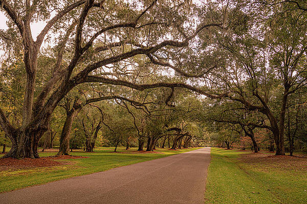 Serene Wall Art featuring the photograph Golden Road To Mepkin Abbey by Cindy Robinson
