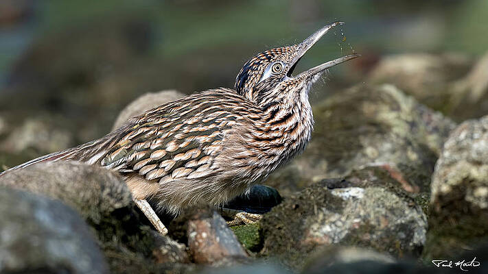 Arizona Photograph - Roadrunner. by Paul Martin