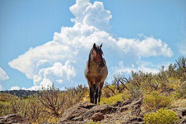 Wild Horse Under Fluffy Clouds Wall Art