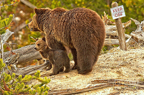 Wilderness Wall Art featuring the photograph Roaring Mountain Grizzly Family by Adam Jewell