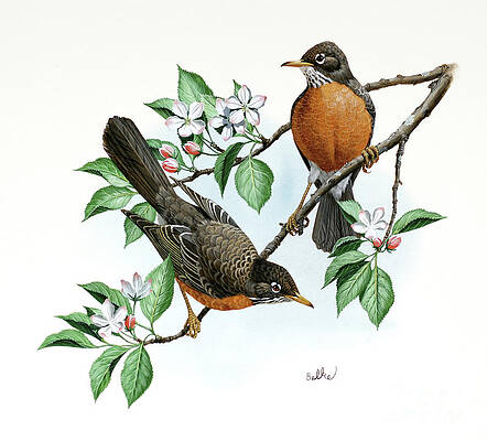 Tree Painting - Robin And Apple Blossom by Don Balke