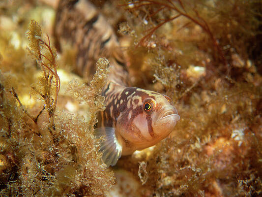 Fish Photograph - Rock Gunnel Posing by Brian Weber