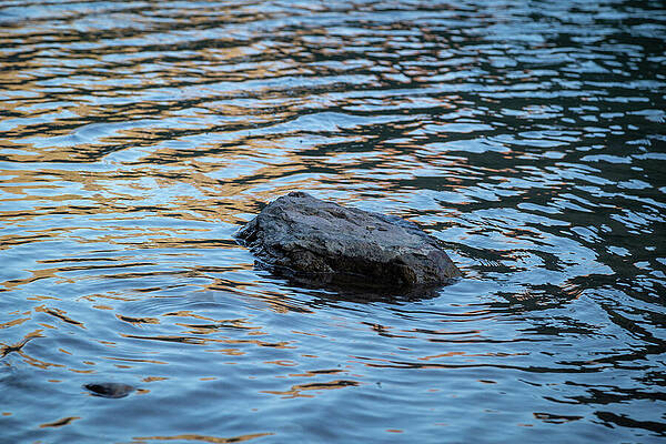 Rock in Rippling Water Wall Art
