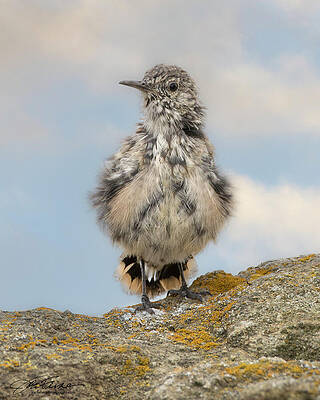 Sky Photograph - Rock Wren by Joe Fisher