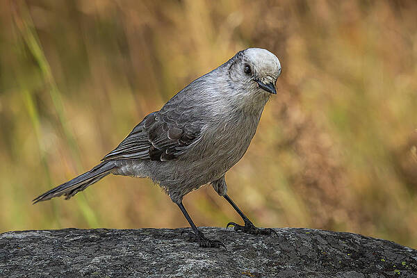 Mountain Wall Art featuring the photograph Rocky Canada Jay by Tim Lyden