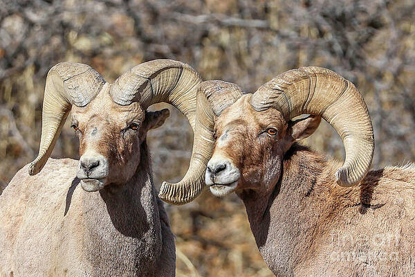 Colorado Wall Art featuring the photograph Rocky Mountain Bighorn Pair by Shirley Dutchkowski