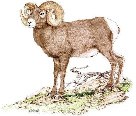 Animal Wall Art featuring the painting Rocky Mountain Bighorn Sheep by Linda K Powell
