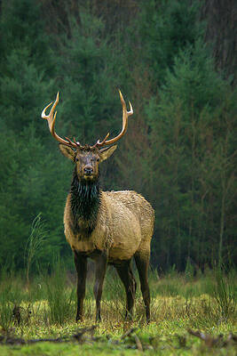 Wilderness Wall Art featuring the photograph Rocky Mountain Elk With Attitude by Nancy Gleason