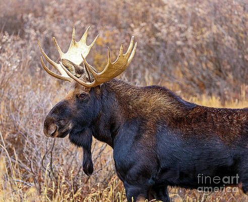 Colorado Wall Art featuring the photograph Rocky Mountain Moose by Shirley Dutchkowski