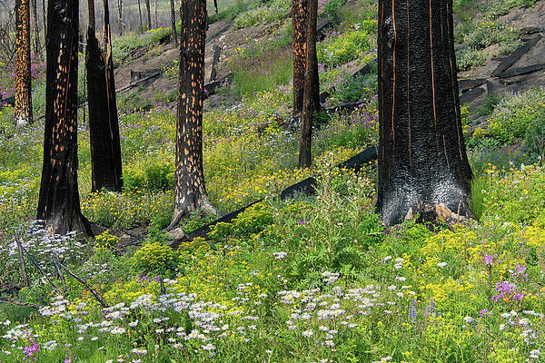Rocky Mountain National Park Photograph - Rocky Mountain Slopes After A Wildfire by Cascade Colors