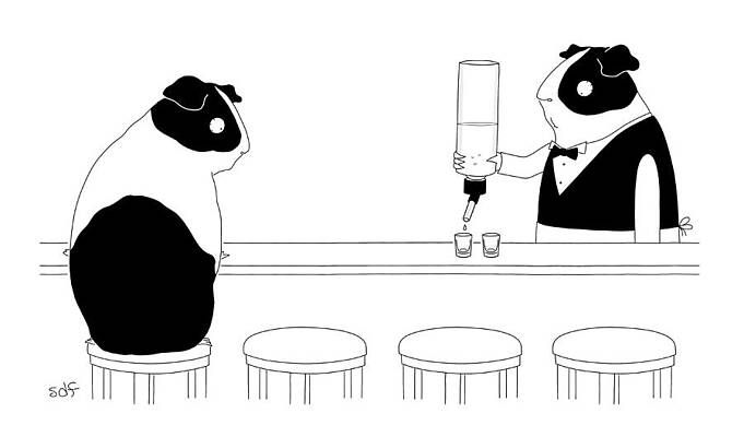 Guinea Pigs at the Bar Drawing