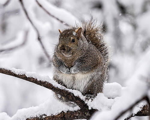 Country Wall Art featuring the photograph Roly Poly by James Overesch