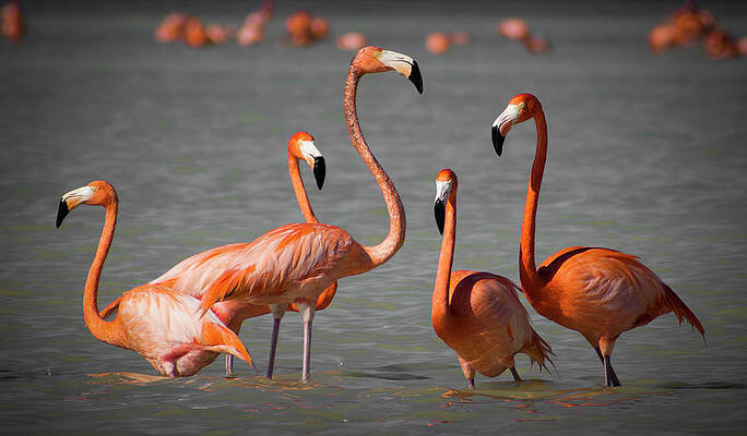 Wildlife Wall Art featuring the photograph Romance by Robert Grac